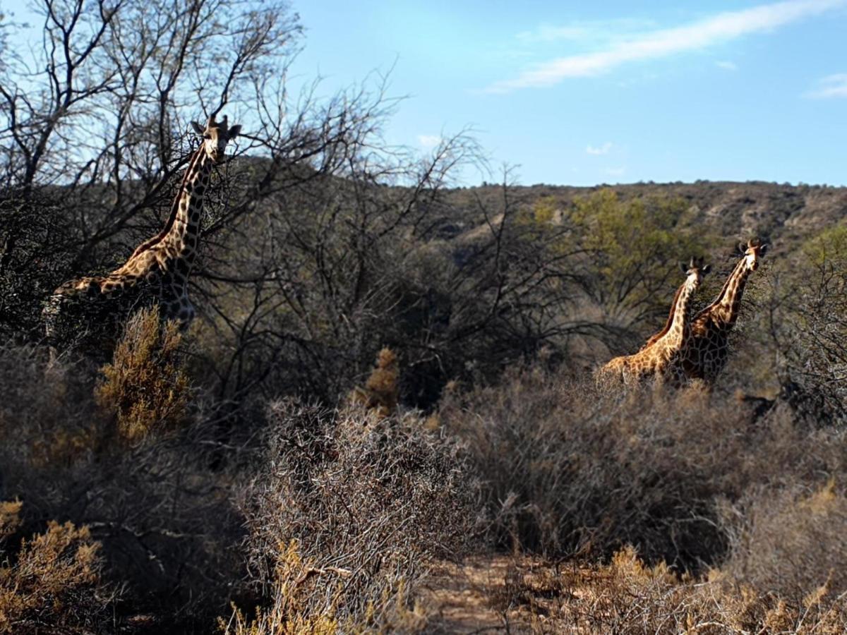 Rooiberg Wild Private Game Reserve Ladismith Exterior foto