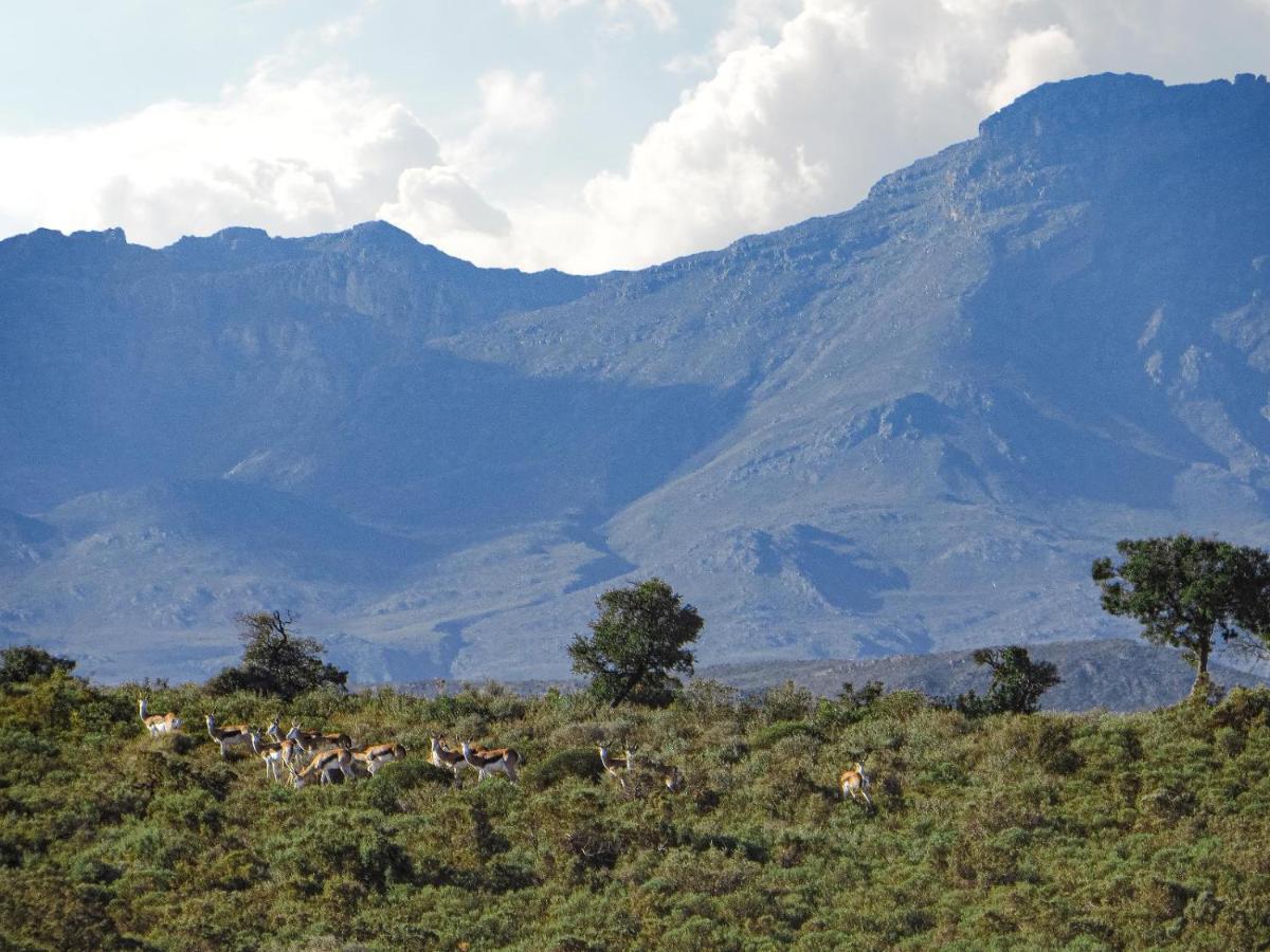 Rooiberg Wild Private Game Reserve Ladismith Exterior foto