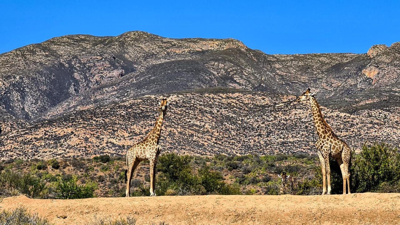 Rooiberg Wild Private Game Reserve Ladismith Exterior foto